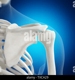 3D Rendering accurato dal punto di vista medico illustrazione della spalla scheletrico Foto Stock