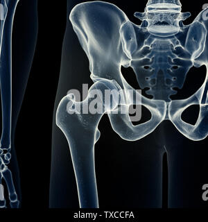 3D Rendering accurato dal punto di vista medico illustrazione dell'anca Foto Stock