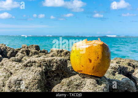 Bellissimo il cocco al Coral rocce vicino al mare in un cielo blu giorno a Porto de Galinhas Beach, Ipojuca, Pernambuco, Brasile Foto Stock