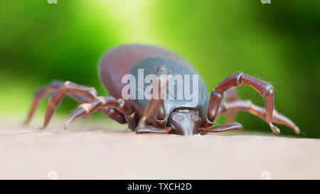 3d reso illustrazione di un tick mordere Foto Stock