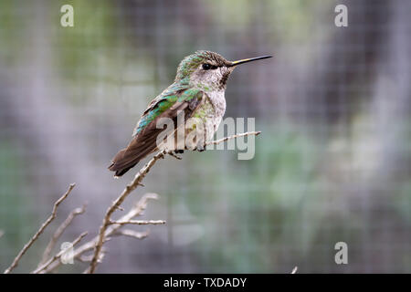 Femmina Rufous hummingbird (Selasphorus rufus) presso il Desert Museum di Tucson, Arizona Foto Stock