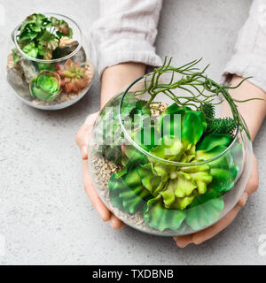 Donna di mani mini giardino succulente in vetro vaso florarium al sottofondo in cemento. Mini concetto di giardino Foto Stock