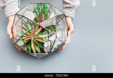 Donna di mani mini giardino succulente in vetro geometrica florarium vase, copia dello spazio. Mini concetto di giardino, vista dall'alto Foto Stock