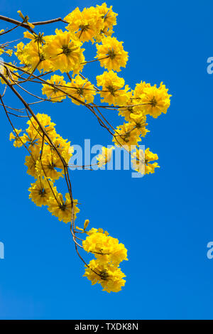 Giallo tabebuia fiorisce sul cielo blu sullo sfondo,Fuzhou,Cina Foto Stock