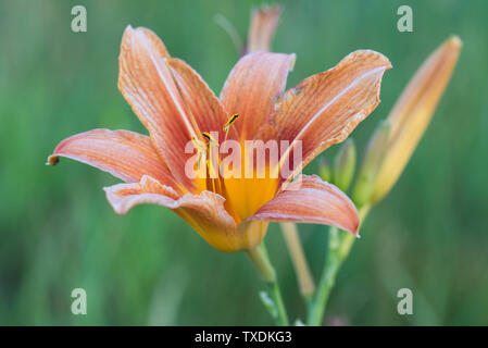 Il Lilium bulbiferum, giglio rosso, fire lily o tiger lily fiori closeup Foto Stock