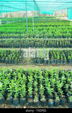 Green poli casa vivaio piante di Pune, Maharashtra, India, Asia Foto Stock