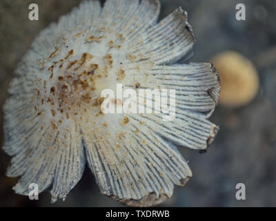 Close up Coprinellus ellisii fungo Foto Stock