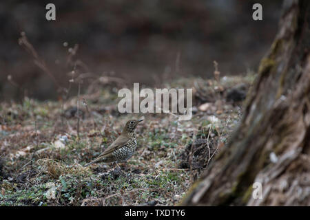 Tordo alpino, Kedarnath Wildlife Sanctuary, Uttarakhand, India, Asia Foto Stock