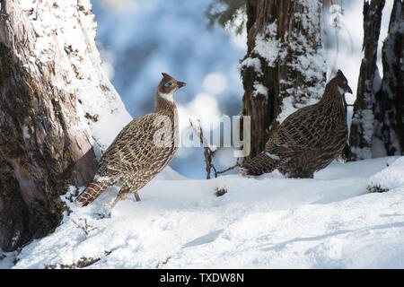 Uccello monale dell'Himalaya nella neve, Uttarakhand, India, monale indiano dell'Himalaya, Lophophorus impejanus, Impeyan monale, uccelli terrestri Foto Stock