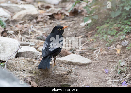 Grigio Merlo alato uccello maschio, Kedarnath Wildlife Sanctuary, Uttarakhand, India, Asia Foto Stock