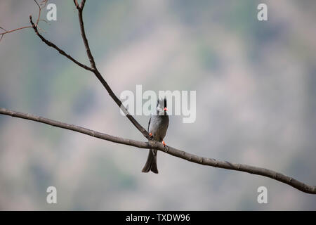 Nero Himalayano Bulbul bird seduto su albero, Uttarakhand, India, Asia Foto Stock