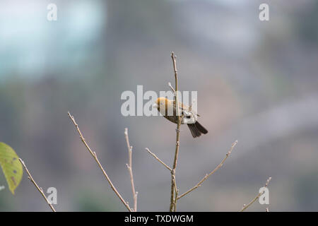 Scarlet Finch uccello femmina seduto su albero, Uttarakhand, India, Asia Foto Stock