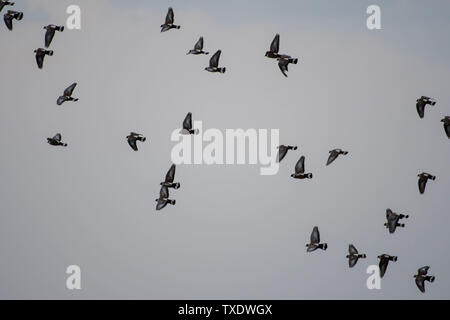 Neve gregge di piccione in volo, Uttarakhand, India, Asia Foto Stock