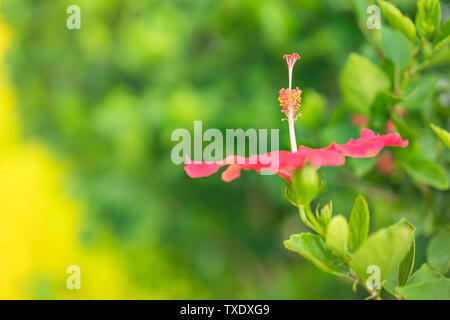 Red hibiscus fiore in fiore su Hanta road vicino al Nord Nakagusuku Castle nell'isola di Okinawa Foto Stock