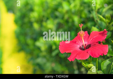 Red hibiscus fiore in fiore su Hanta road vicino al Nord Nakagusuku Castle nell'isola di Okinawa Foto Stock