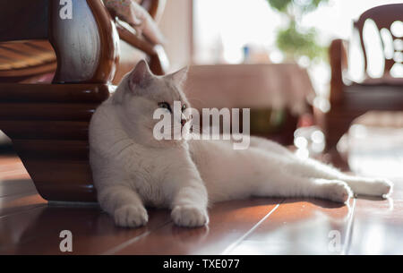 Cat breve gradiente argento Foto Stock