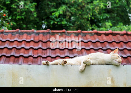 Cat rilassatevi sulla parete di cemento e ralaxing roof garden sfondo Foto Stock