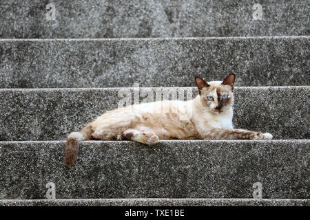 Gatto femmina rilassatevi sulla scalinata di pietra e cercando di fotocamera e ha due colore del pelo sulla faccia Foto Stock