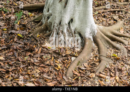 Questa è una vista ravvicinata di radici e foglie cadute di un grande albero. Foto Stock