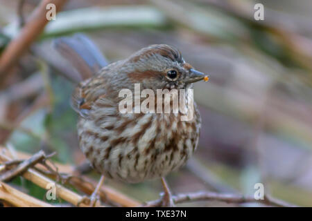 Fox Sparrow appollaiato su un banco, mangiare semi in inverno. Grazioso uccello con piume marrone. Isolato, close up picture.a perso Laguna, Stanley Park Foto Stock