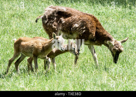 Due giovani mouflon Ovis orientalis musimon, Germania Foto Stock