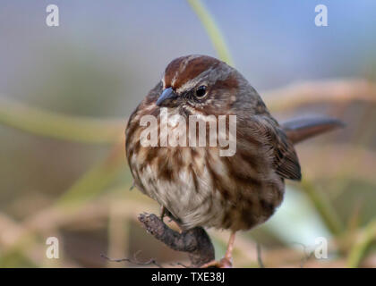 Fox Sparrow appollaiato su un banco, mangiare semi in inverno. Grazioso uccello con piume marrone. Isolato, close up picture.a perso Laguna, Stanley Park Foto Stock