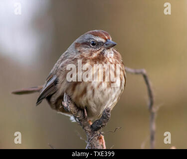 Fox Sparrow appollaiato su un banco, mangiare semi in inverno. Grazioso uccello con piume marrone. Isolato, close up picture.a perso Laguna, Stanley Park Foto Stock