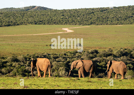 Gli elefanti africani, Loxodonta africana africana, Addo Elephant National Park, Sud Africa Foto Stock