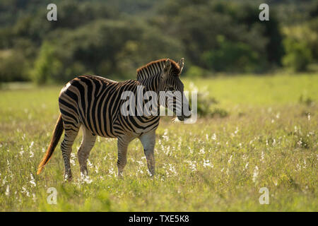 La Burchell zebre, Equus burchellii, Addo Elephant National Park, Sud Africa Foto Stock