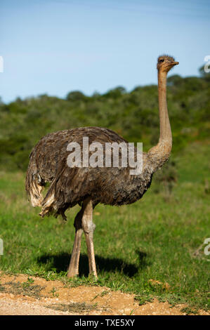 Femmina struzzo comune, Struthio camelus, Addo Elephant National Park, Sud Africa Foto Stock