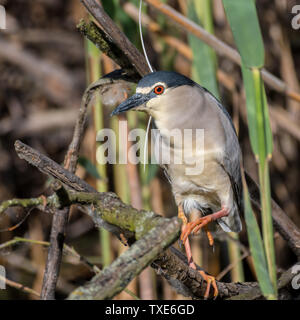 Close up ritratto di un singolo isolato Nitticora gli uccelli selvatici in- Delta del Danubio Romania Foto Stock
