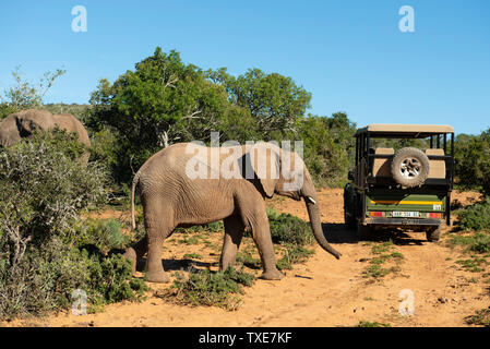 Gioco guidare il veicolo con elefante africano Loxodonta africana africana, Shamwari Game Reserve, Sud Africa Foto Stock