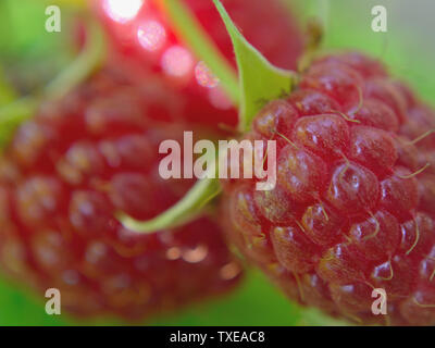 Il lampone europeo close up, Rubus idaeus Foto Stock