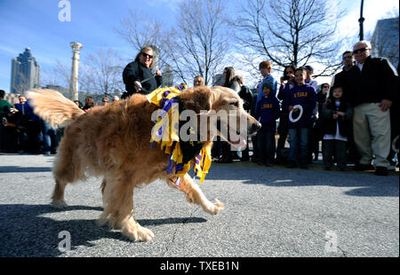 Il Labrador rescue membri unirsi a high school di bande di squadre di punta sfilata carri allegorici e membri del Clemson e LSU Marching Band fanno il loro cammino verso il basso Andrew giovani Boulevard internazionale annuale di Chick-fil-una ciotola parata del 31 dicembre 2012. UPI/David Tulis Foto Stock