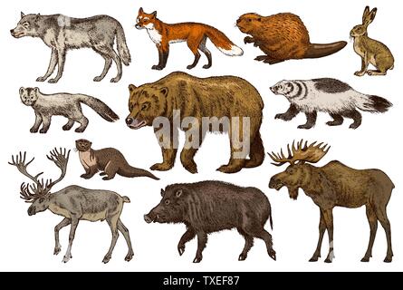 Set di animali selvatici. Bruno Orso grizzly Forest alci Volpe rossa Nord Boar Wolf Sable Badger grigio renne Lepre Lontra di fiume. Vintage mammifero monocromatica Illustrazione Vettoriale