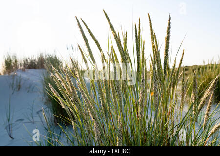 Lame lunghe di erba verde retroilluminato su una duna in presenza di luce solare. Foto Stock