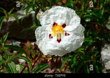 Cistus x purpureus Alan Fradd rock rose fiore Foto Stock