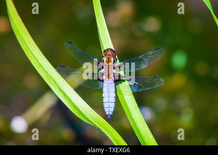 L'imperatore Dragonfly o Anax imperator seduta sulla foglia verde. Foto Stock