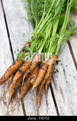 Un mazzetto di appena raccolti giovani carote con foglie ancora su Foto Stock