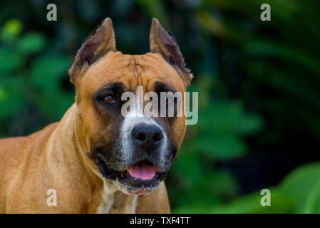 Closeup ritratto di staffordshire terrier. American Staffordshire nel parco o giardino. Foto Stock