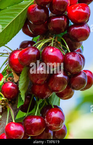 Le ciliegie su un ramo di un albero da frutta nel giardino soleggiato. Grappolo di ciliegie fresche sul ramo nella stagione estiva. Foto Stock