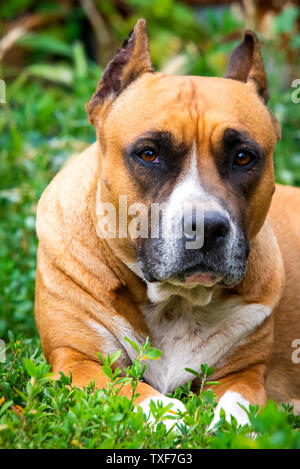 Closeup ritratto di staffordshire terrier. American Staffordshire nel parco o giardino. Foto Stock