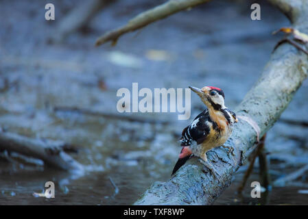 Picchio siriano o Dendrocopos syriacus vicino in natura wilfd Foto Stock