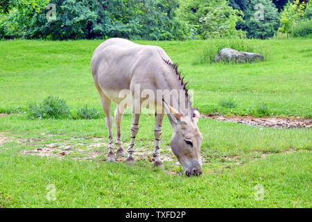 Somale asino selvaggio di Equus asinus Somalicus su pascolo Foto Stock