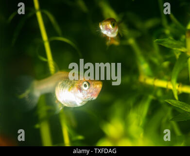 Molti di guppy in acquario. Messa a fuoco selettiva con profondità di campo ridotta. Foto Stock