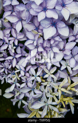 Molto da vicino la natura fiore ritratto di petali Hydranger, Santana, Madeira, Portogallo, Unione Europea Foto Stock