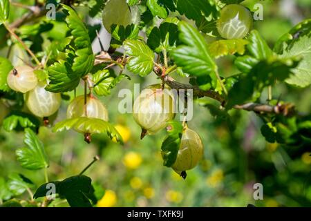 Uva Spina boccola Ribes uva-crispa " Invicta' che crescono in un giardino inglese, Giugno, Regno Unito Foto Stock