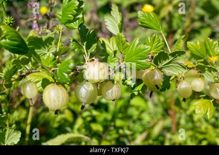 Uva Spina boccola Ribes uva-crispa " Invicta' che crescono in un giardino inglese, Giugno, Regno Unito Foto Stock