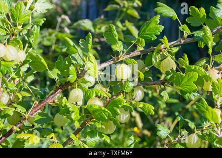 Uva Spina boccola Ribes uva-crispa " Invicta' che crescono in un giardino inglese, Giugno, Regno Unito Foto Stock