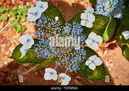 Fiore di ortensie, vicino la natura ritratto, Santana, Madeira, Portogallo Foto Stock